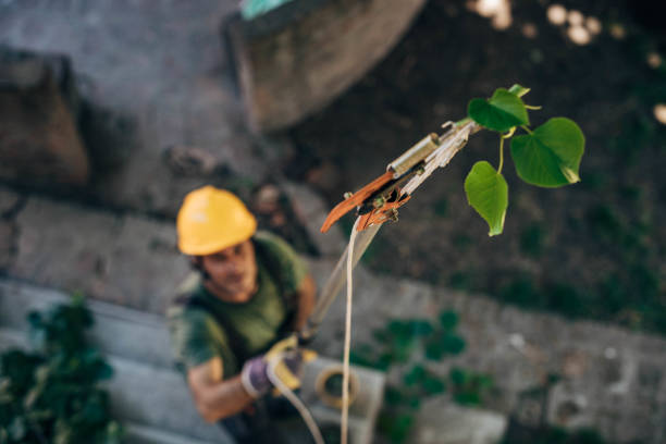 Mulching Services in On Top Of The World Designated Place, FL